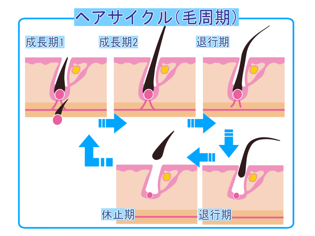 メンズリゼの脱毛期間の目安について